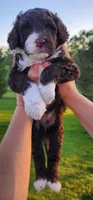 Roary , a male Portuguese Water Dog for sale in North Platte, NE – 5 of 10