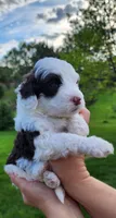 Kira, a female Portuguese Water Dog for sale in North Platte, NE – 1 of 10
