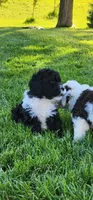 Spike, a male Portuguese Water Dog for sale in North Platte, NE – 6 of 10