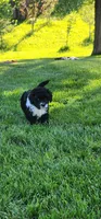Spike, a male Portuguese Water Dog for sale in North Platte, NE – 5 of 10