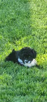 Spike, a male Portuguese Water Dog for sale in North Platte, NE – 4 of 10