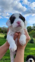 Shelly, a female Portuguese Water Dog for sale in North Platte, NE – 2 of 10