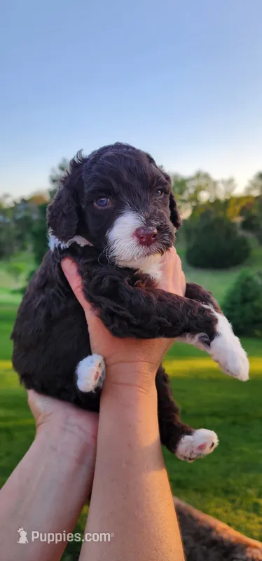 Roary  – Portuguese Water Dog puppy for sale in North Platte, NE