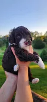Roary , a male Portuguese Water Dog for sale in North Platte, NE – 1 of 10