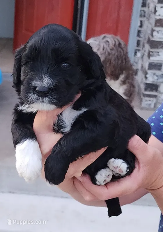 Blackberry  – Portuguese Water Dog puppy for sale in North Platte, NE