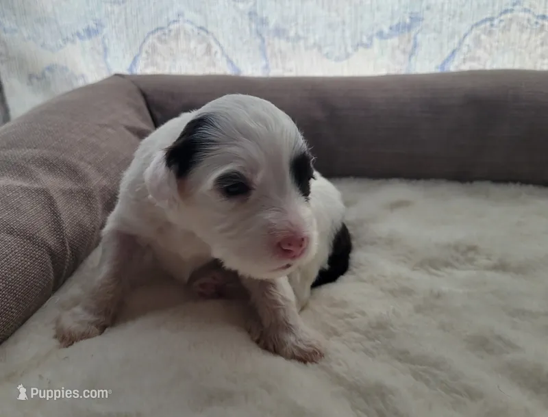 Hailey  – Portuguese Water Dog puppy for sale in North Platte, NE