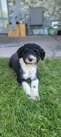 Sugar, a female Portuguese Water Dog for sale in North Platte, NE – 8 of 8