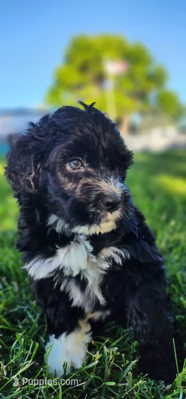 Blackberry  – Portuguese Water Dog puppy for sale in North Platte, NE
