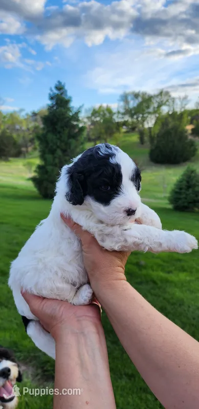 Sugar – Portuguese Water Dog puppy for sale in North Platte, NE