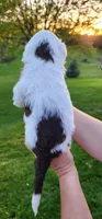 Chocolate Milk, a male Portuguese Water Dog for sale in North Platte, NE – 5 of 10