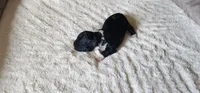 Spike, a male Portuguese Water Dog for sale in North Platte, NE – 3 of 7