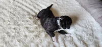 Spike, a male Portuguese Water Dog for sale in North Platte, NE – 2 of 7
