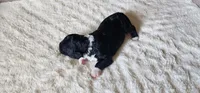 Spike, a male Portuguese Water Dog for sale in North Platte, NE – 4 of 7