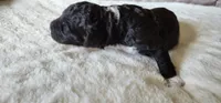 Spike, a male Portuguese Water Dog for sale in North Platte, NE – 5 of 7