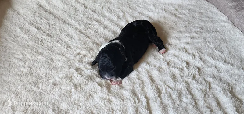 Spike – Portuguese Water Dog puppy for sale in North Platte, NE