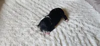 Spike, a male Portuguese Water Dog for sale in North Platte, NE – 1 of 7