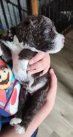 Roary , a male Portuguese Water Dog for sale in North Platte, NE – 2 of 10