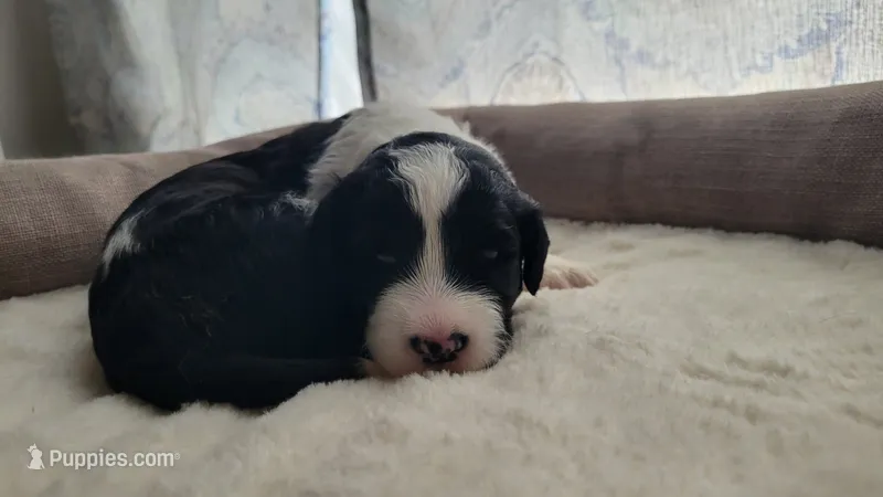 Brooks  – Portuguese Water Dog puppy for sale in North Platte, NE