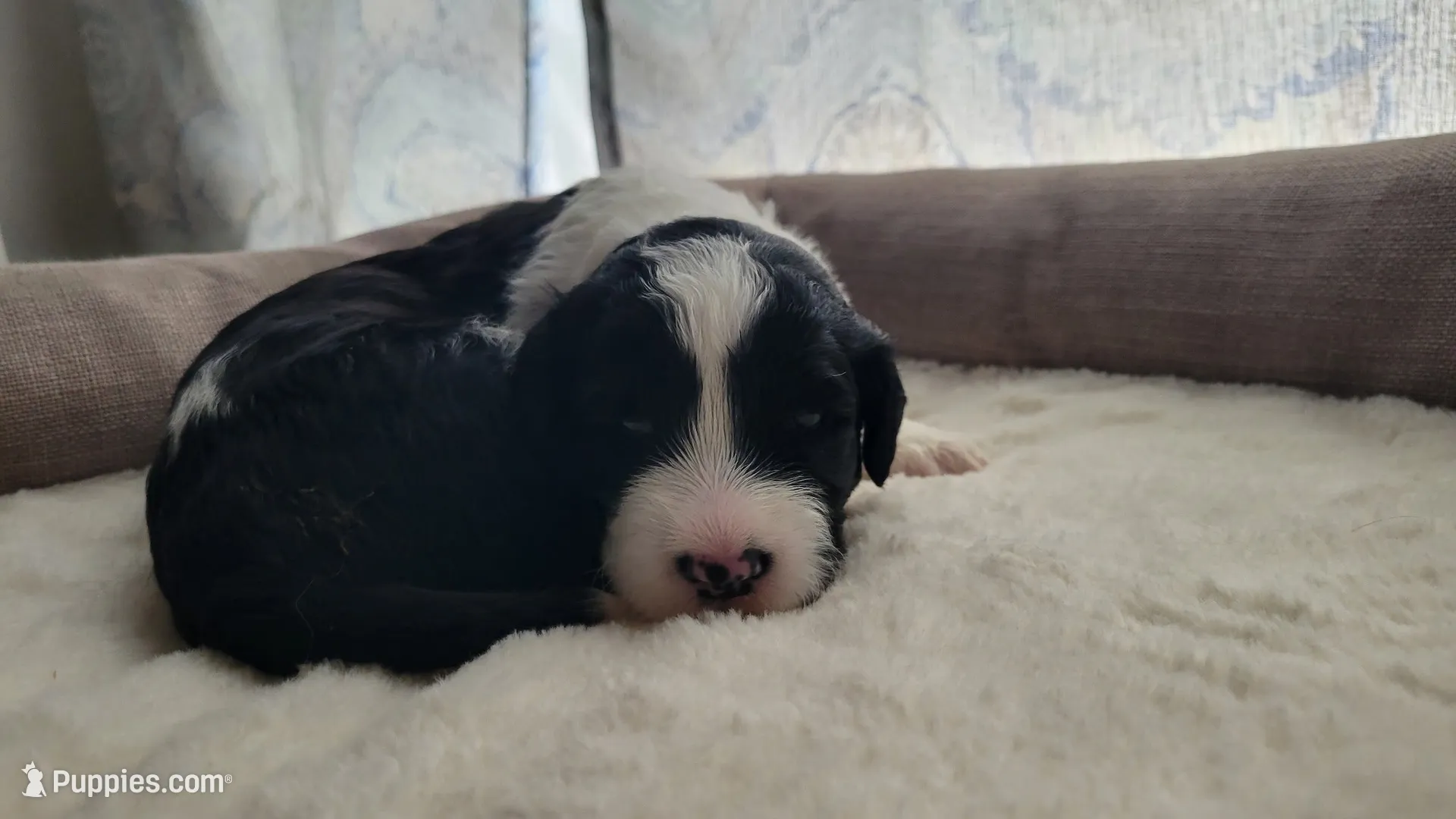 Brooks , a male Portuguese Water Dog for sale in North Platte, NE – 1 of 7