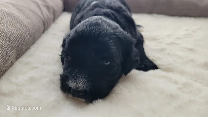 Blackberry  – Portuguese Water Dog puppy for sale in North Platte, NE
