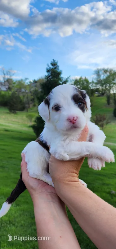 Hailey  – Portuguese Water Dog puppy for sale in North Platte, NE