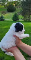 Sugar, a female Portuguese Water Dog for sale in North Platte, NE – 3 of 8