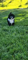Spike, a male Portuguese Water Dog for sale in North Platte, NE – 2 of 10