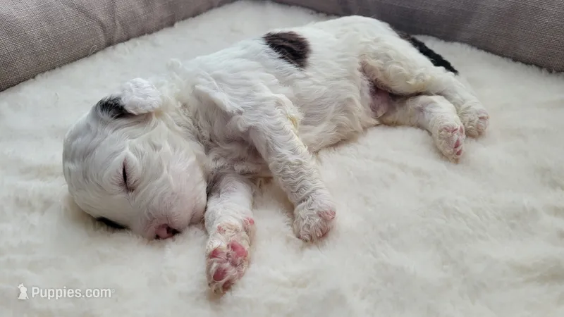 Chocolate Milk – Portuguese Water Dog puppy for sale in North Platte, NE