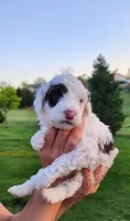 Chocolate Milk, a male Portuguese Water Dog for sale in North Platte, NE – 2 of 10