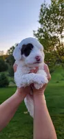 Chocolate Milk, a male Portuguese Water Dog for sale in North Platte, NE – 6 of 10