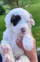 Chocolate Milk, a male Portuguese Water Dog for sale in North Platte, NE – 4 of 10