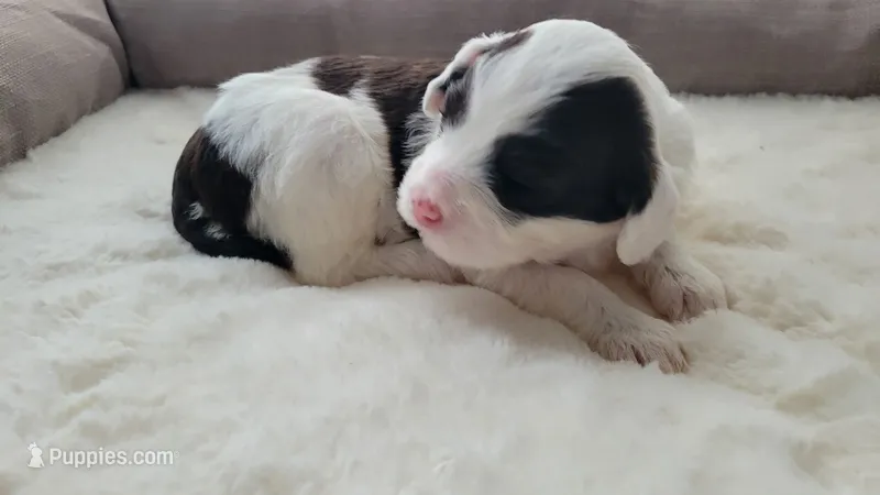 Kira – Portuguese Water Dog puppy for sale in North Platte, NE