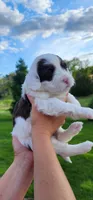 Shelly, a female Portuguese Water Dog for sale in North Platte, NE – 3 of 10