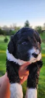 Spike, a male Portuguese Water Dog for sale in North Platte, NE – 7 of 10