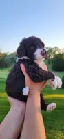 Roary , a male Portuguese Water Dog for sale in North Platte, NE – 4 of 10