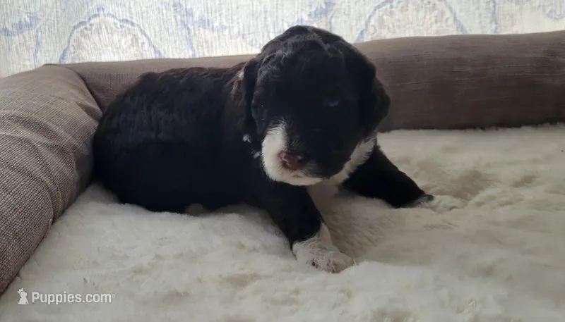 Roary  – Portuguese Water Dog puppy for sale in North Platte, NE