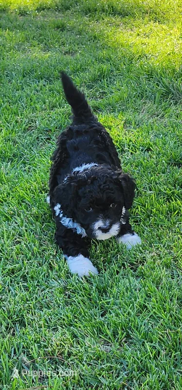 Spike – Portuguese Water Dog puppy for sale in North Platte, NE