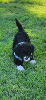 Spike, a male Portuguese Water Dog for sale in North Platte, NE – 1 of 10