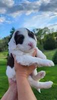 Shelly, a female Portuguese Water Dog for sale in North Platte, NE – 4 of 10