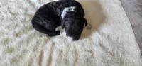 Roary , a male Portuguese Water Dog for sale in North Platte, NE – 1 of 8