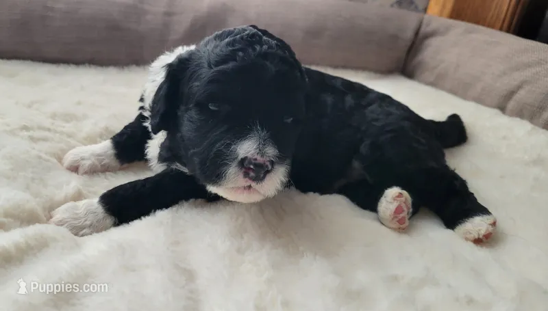 Spike – Portuguese Water Dog puppy for sale in North Platte, NE