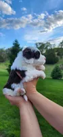 Kira, a female Portuguese Water Dog for sale in North Platte, NE – 2 of 10