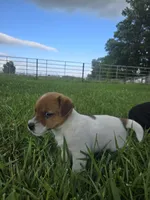 Remi, a male Jack Russell Terrier for sale in Redfield, KS – 3 of 3