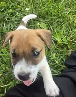 Emil, a male Jack Russell Terrier for sale in Redfield, KS – 3 of 3