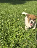 Emil, a male Jack Russell Terrier for sale in Redfield, KS – 2 of 3