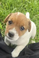Remi, a male Jack Russell Terrier for sale in Redfield, KS – 2 of 3