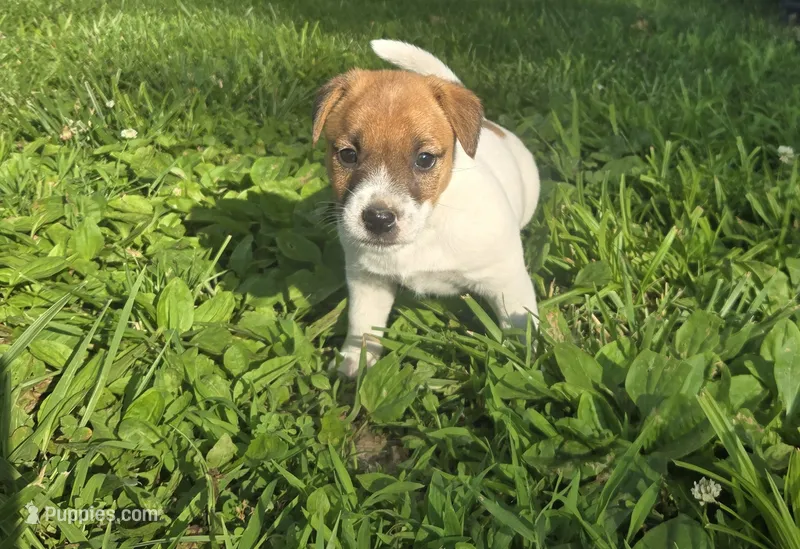 Emil – Jack Russell Terrier puppy for sale in Redfield, KS