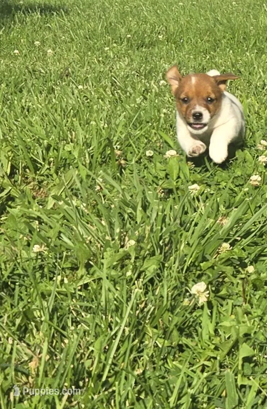 Remi – Jack Russell Terrier puppy for sale in Redfield, KS