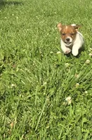 Remi, a male Jack Russell Terrier for sale in Redfield, KS – 1 of 3