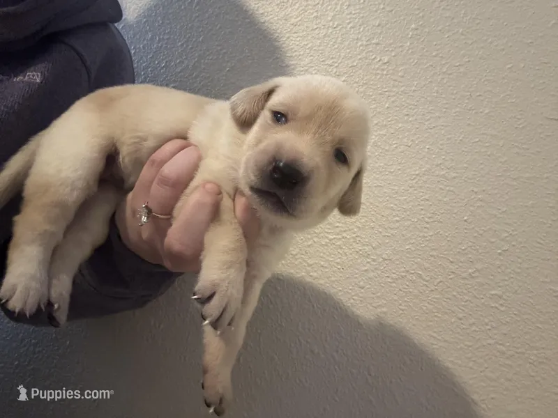 Light purple collar female  – Labrador Retriever puppy for sale in Baker City, OR